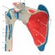 Model ľudského ramenného kĺbu s rotátorovou manžetou - 5 častí