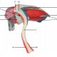 Model ľudského ramenného kĺbu s rotátorovou manžetou - 5 častí