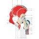 Model ľudského bedrového kĺbu so svalmi - 7 častí