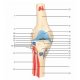 Model ľudského kolenného kĺbu s odnímateľnými svalmi - 12 častí