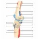 Model ľudského kolenného kĺbu s odnímateľnými svalmi - 12 častí