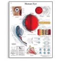 Schéma - ľudské oko - AJ - 50x67 cm