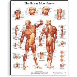 Schéma - ľudské svalstvo - 50x67 cm