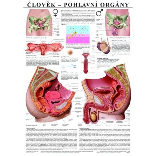 Schéma - ľudské pohlavné orgány - CZ - 67x96 cm