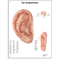 Schéma - ľudské ucho - akupunktúra - AJ - 50x67 cm