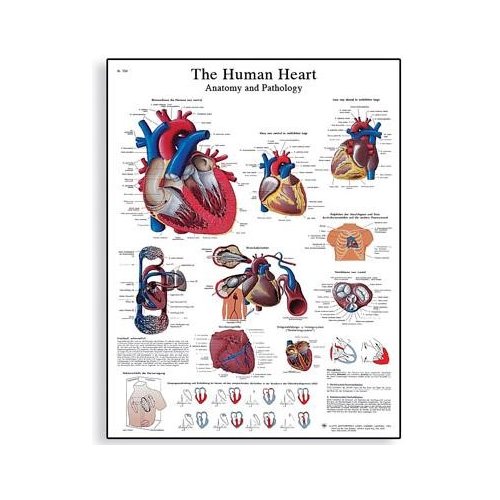 Schéma - ľudské srdce - AJ - 50x67 cm