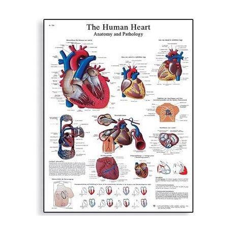 Schéma - ľudské srdce - 50x67 cm