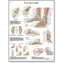 Schéma - ľudská noha a členok - AJ - 50x67 cm
