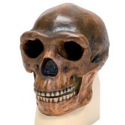 Antropologický model lebky - Sinanthropus - Homo erectus