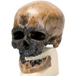 Antropologický model lebky - Crô-Magnon - Homo sapiens sapiens