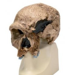 Antropologický model lebky - Steinheim - Homo sapiens steinheimensis