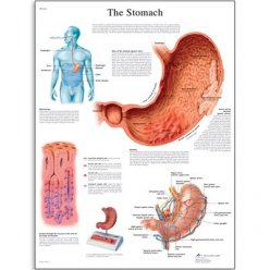 Schéma - ľudský žalúdok - AJ - 50x67 cm