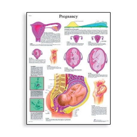 Schéma - tehotenstvo - AJ - 50x67 cm