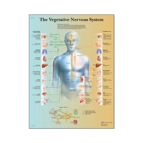 Schéma - vegetatívny nervový systém - AJ - 50x67 cm
