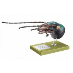 Model hlavy črevlíka - carabus auratus