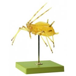 Model vošky - Macrosiphum rosae