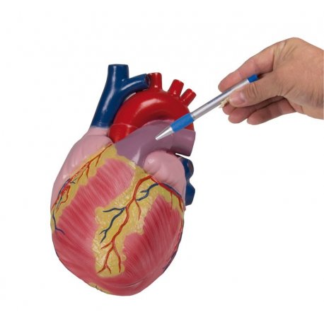 Veľký model ľudského srdca - trikrát zväčšené - 2 časti