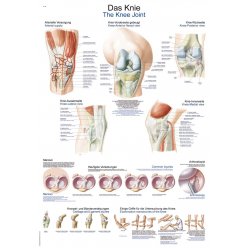 Schéma - anatómia kolena
