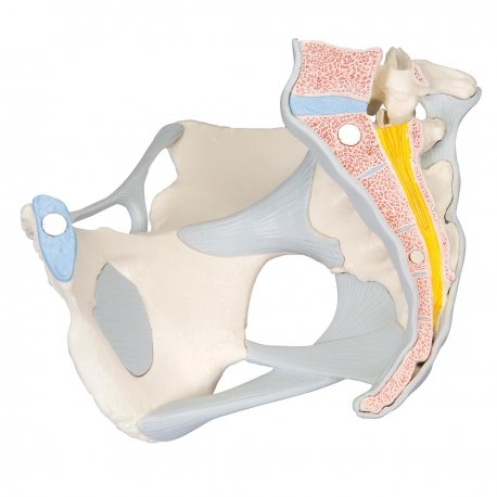 Model ženskej panvice s väzmi - 3 časti
