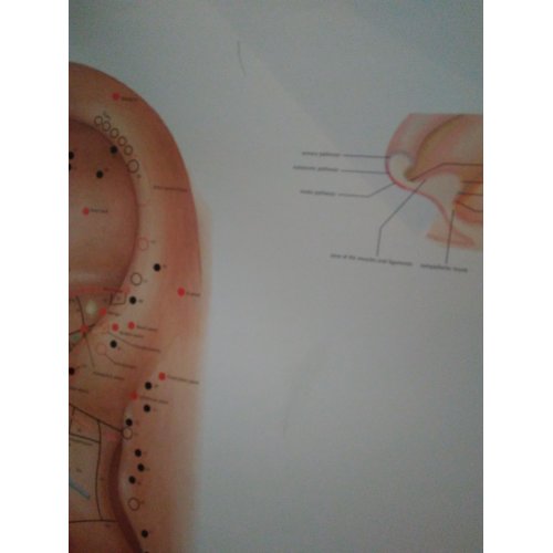 Schéma - ľudské ucho - akupunktúra - AJ - 50x67 cm - ZĽAVA