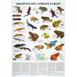 Schéma - Obojživelníky strednej Európy