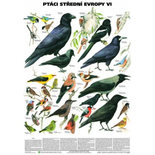 Schéma - Vtáky strednej Európy VI (Pevci 2)