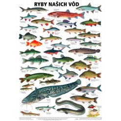 Schéma - Ryby našich vôd