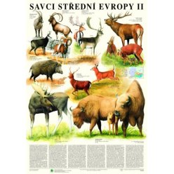 Schéma - Cicavce strednej Európy II - Sudokopytníci