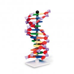 Model dvojitej skrutkovice DNA, 12 segmentov, sada mini DNA