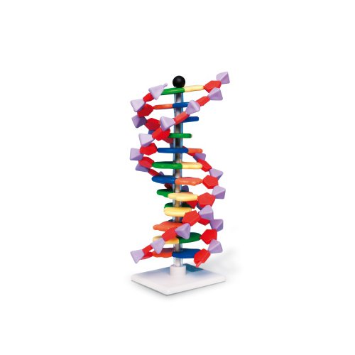 Model dvojitej skrutkovice DNA, 12 segmentov, sada mini DNA