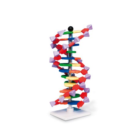 Model dvojitej skrutkovice DNA, 12 segmentov, sada mini DNA