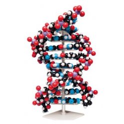 Veľký 3D model DNA